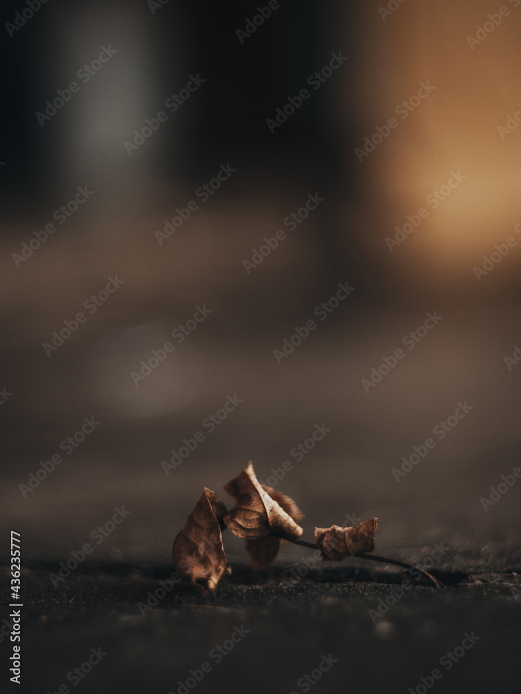 Its Dry Leaf On the Ground With f2 blur (Having an Autumn Colour) Its Dry Leaf On the Ground With f2 blur (Having an Autumn Colour)