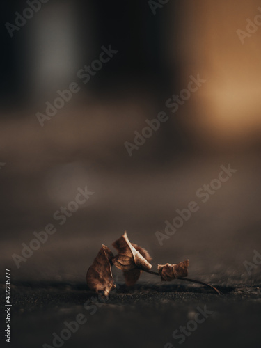 Its Dry Leaf On the Ground With f2 blur (Having an Autumn Colour) 