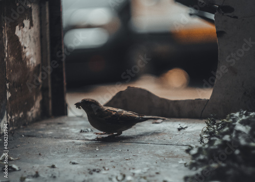 A small sparrow Picking Leaves