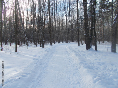 snow-covered road in the winter forest for walking and recreation 