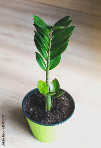 Soft focused green houseplant with soil in pot. Close up.