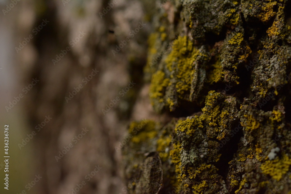 lichen on tree bark lichen on tree bark
