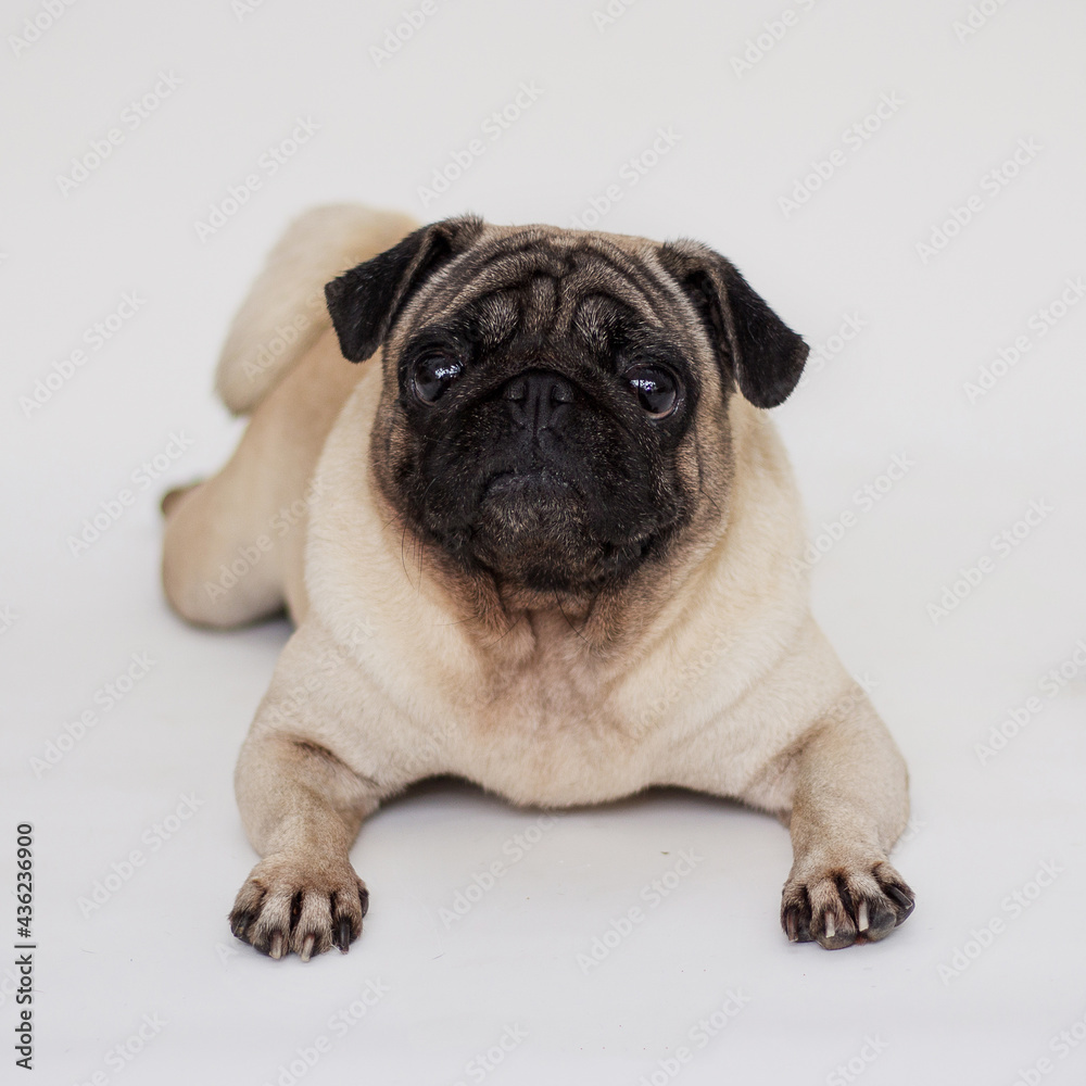 Obraz premium pug dog portrait