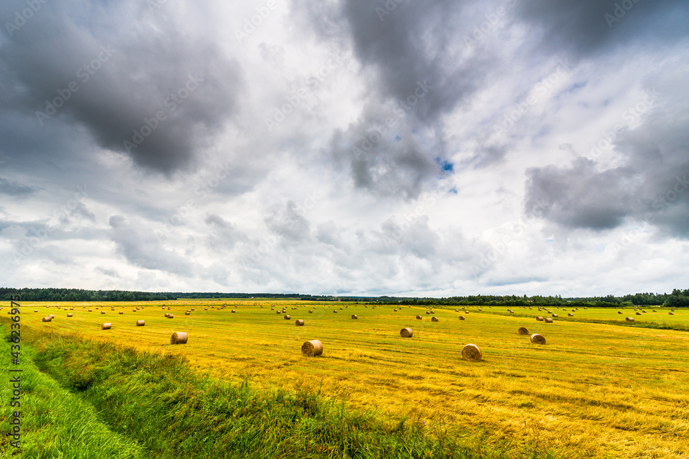 Overcast over the field with stacks of freshly harvested grain Overcast over the field with stacks of freshly harvested grain