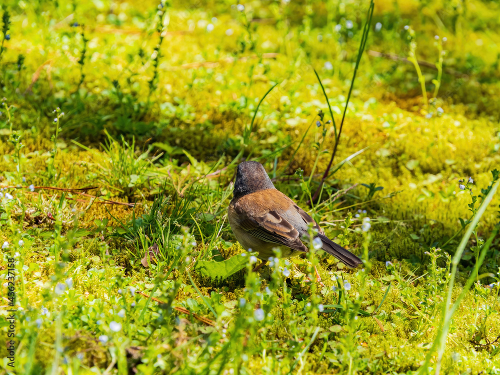 Close up shot of a sparrow on ground Close up shot of a sparrow on ground