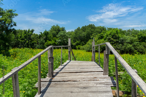 closeup old wooden bridge walk path in yellow cosmos garden with blue sky, relax nature scenic, crossing way to nature