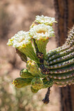 flowers on a saguaro cactus branch