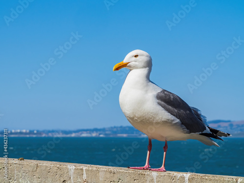 Close up shot of Seagulls resting on ruins at Alcatraz island
