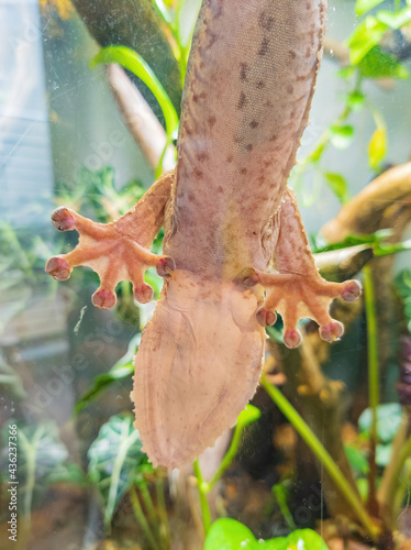 Close up shot of a reptile photo