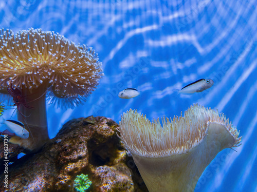 Close up shot of beautiful underwater Aquarium photo