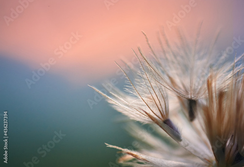 Close up of a dry dandelion