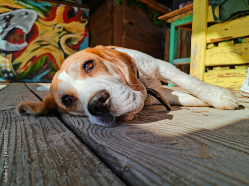Sad dog lies in the sun, bored and waiting for his master on the beach in the summer in a wooden hut. spaniel