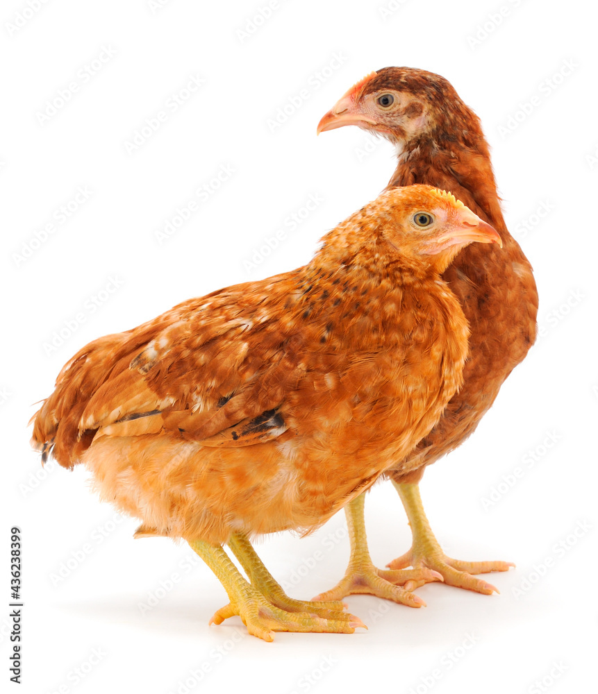 Fototapeta premium Two brown hens isolated.