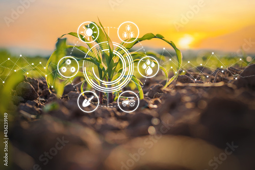 Maize seedling in cultivated agricultural field with graphic concepts modern agricultural technology, digital farm, smart farming innovation photo