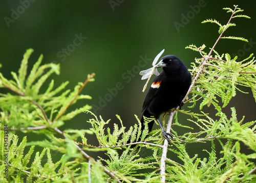 blackbird on a branch