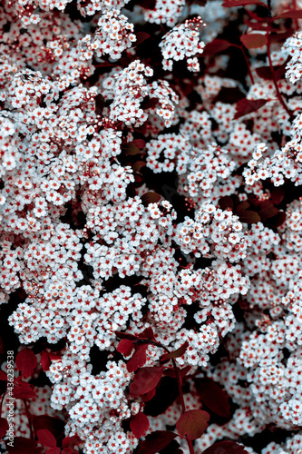 Vertical shot of bunches of tiny, white flowers with red leaves at a park photo