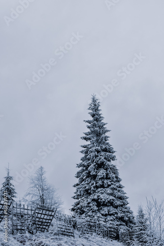 Vertical shot of a snow covered pine tree and avalanche control at the slope of a mountain photo