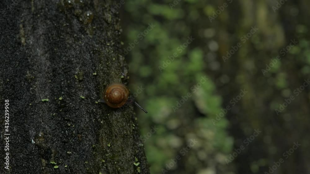 A snail crawls on rotten wood. Lichen grows all around. The general plan. A snail crawls on rotten wood. Lichen grows all around. The general plan.