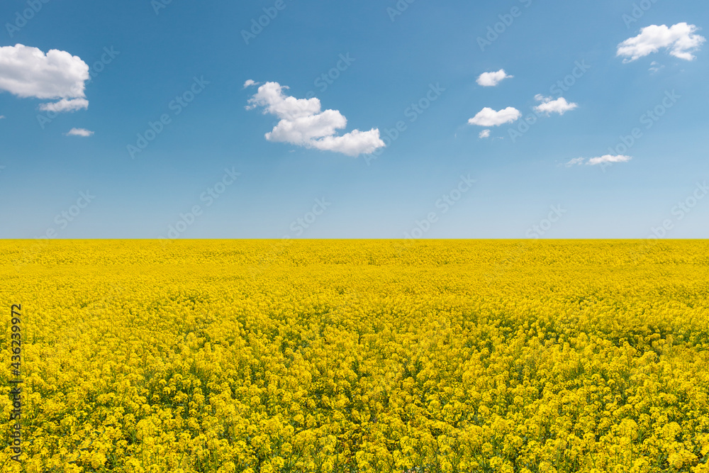 Agricultural summer vibrant color blooming field 