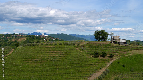Vineyards in Goriska Brda Slovenija on light blue sky and white clouds.
