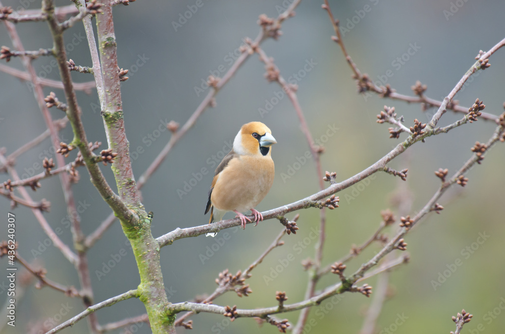 Hawfinch on a cherry tree in winter Hawfinch on a cherry tree in winter