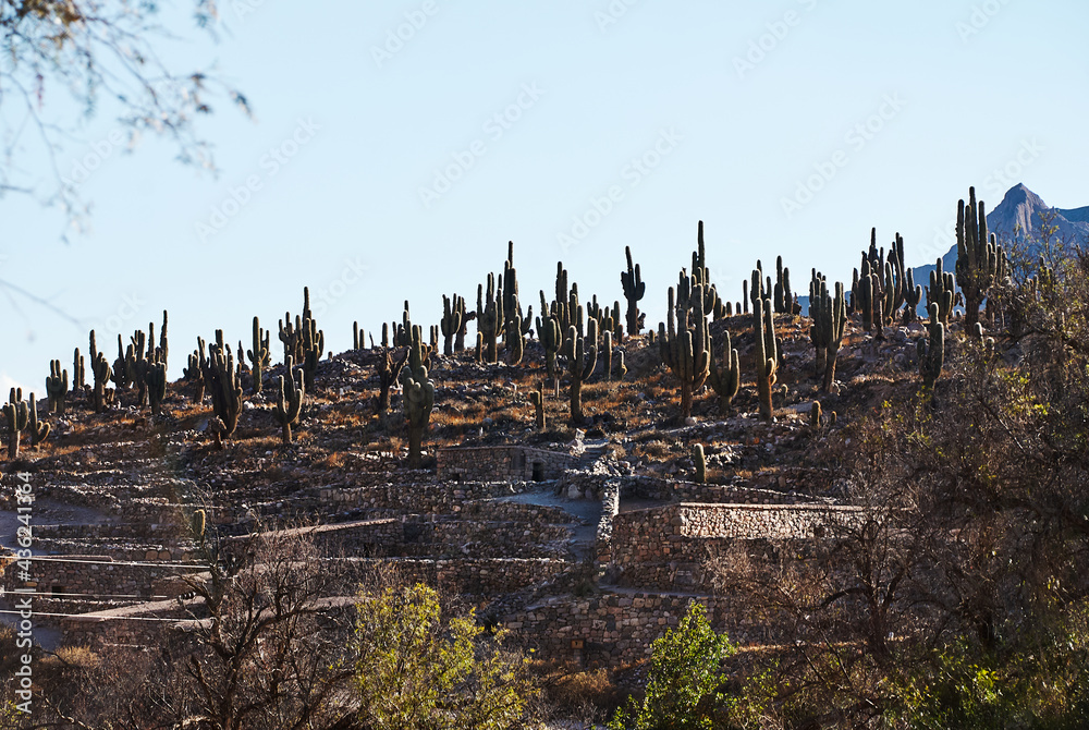 Cactus and trees in the mountains. Cactus and trees in the mountains.