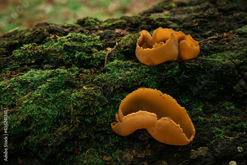 Closeup of peziza varia fungi on the ground covered in mosses under the sunlight photo