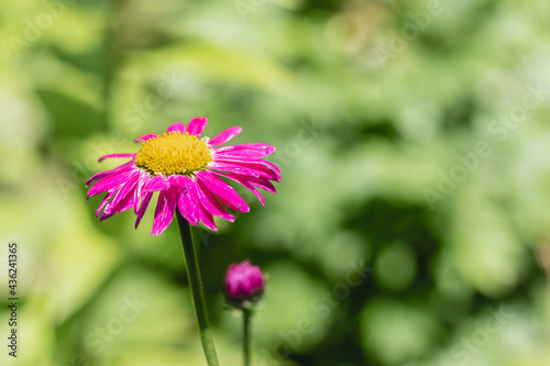 Beautiful multi-colored daisy Pyrethrum roseum  Latin  Pyrethrum roseum  on a blurred background of greenery on a sunny day in the garden.