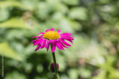 Colorful daisy Pyrethrum pink  Latin  Pyrethrum roseum  on a blurry background of greenery on a sunny day in the garden.