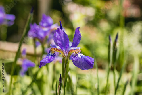 Blooming purple water iris in the shade on a sunny day. Beautiful purple water iris  Latin  Iris pseudacorus  blooms against a background of green foliage on a sunny day in the garden.