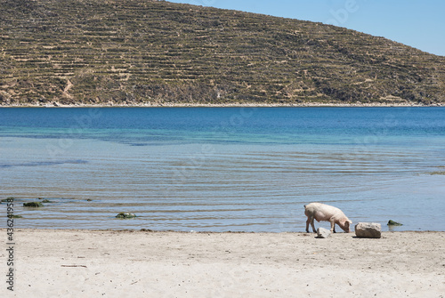 Pig in Challapampa beach  Isla del Sol  Lake Titicaca.