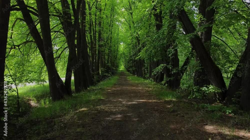Dirt Road Amidst Trees In Forest. The road to the forest. Dirt Road Amidst Trees In Forest. The road to the forest.