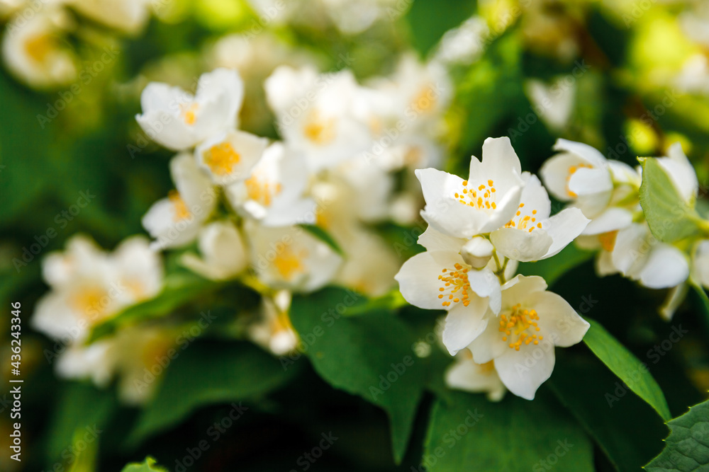 Beautiful white jasmine blossom flowers in spring time. Background with flowering jasmin bush. Inspirational natural floral spring blooming garden or park. Flower art design. Aromatherapy concept. Beautiful white jasmine blossom flowers in spring time. Background with flowering jasmin bush. Inspirational natural floral spring blooming garden or park. Flower art design. Aromatherapy concept.