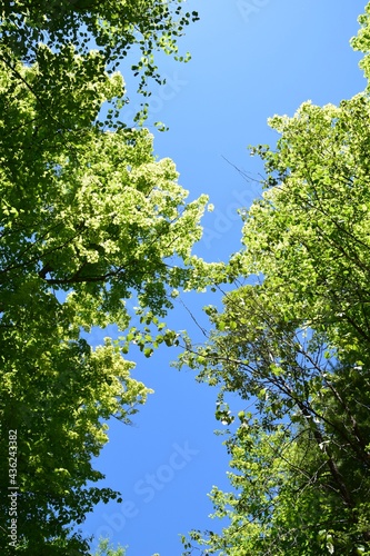 Park of the Doncaster river in southern Quebec