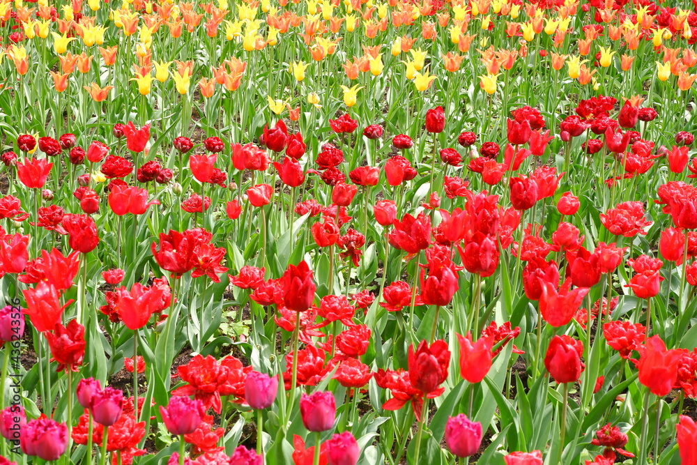 A meadow of tulips. Beautiful flowers in the garden. Suitable for backgrounds.