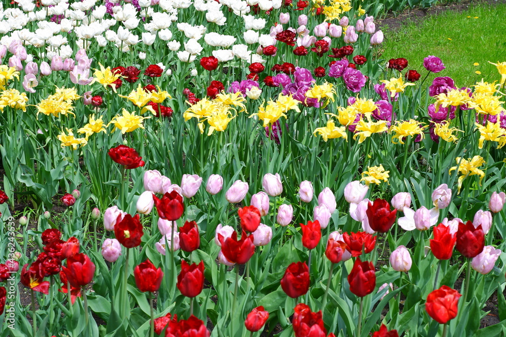 A meadow of tulips. Beautiful flowers in the garden. Suitable for backgrounds. A meadow of tulips. Beautiful flowers in the garden. Suitable for backgrounds.
