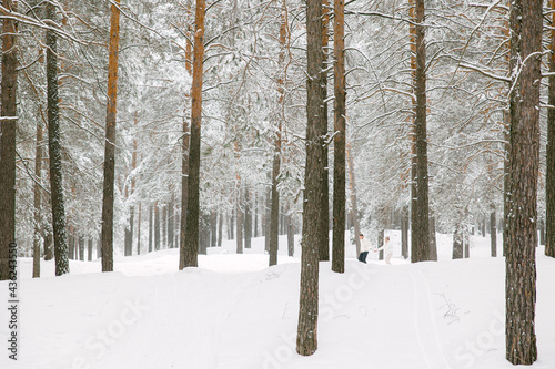 Snow covered pine trees in the forest. Winter season and rest in the Nordic countries. The concept of the growing season and preparation for the holidays