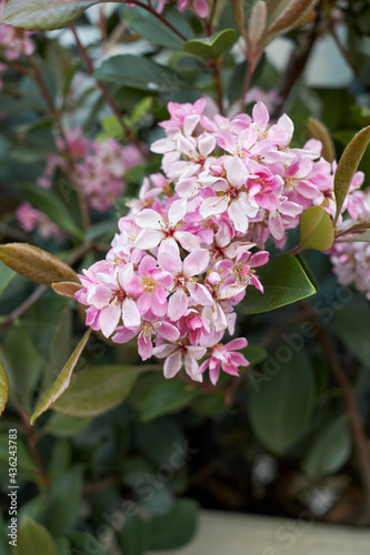 Rhaphiolepis indica