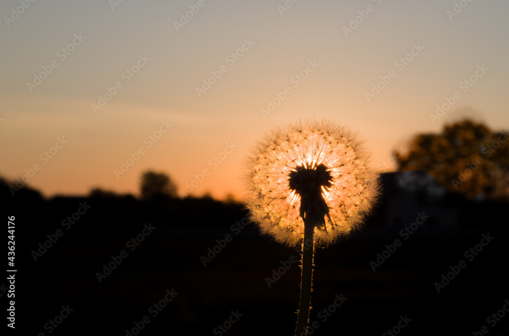 dandelion with backlight from the evening sun