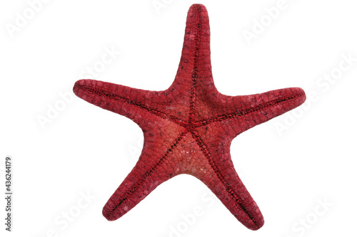 Underneath of a red starfish isolated on a white background. High details studio shot image.