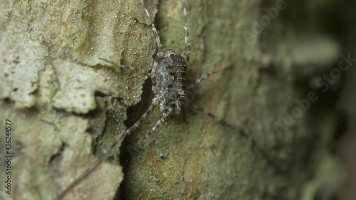 The opiliones sits on the bark of a pine tree. The middle plan.