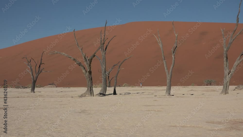 Namibia. World famous Dead Vlei dry clay pan with red desert sand dunes in Sossusvlei. Namibia. World famous Dead Vlei dry clay pan with red desert sand dunes in Sossusvlei.