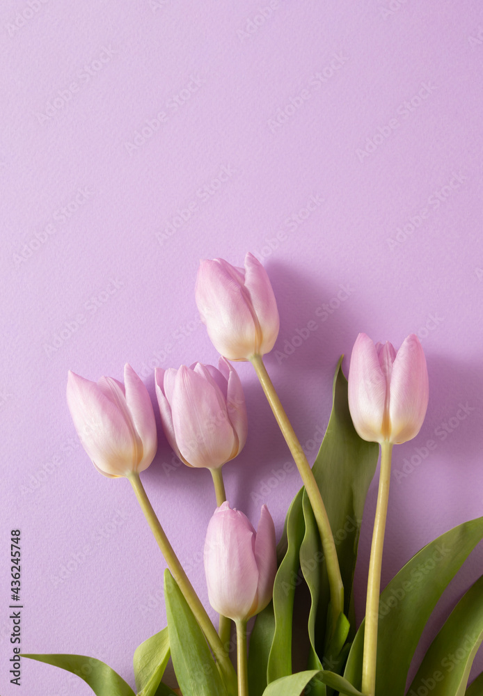 Creative romantic layout made of fresh tulips on the light velvet background. Flower and romantic scene. Creative romantic layout made of fresh tulips on the light velvet background. Flower and romantic scene.