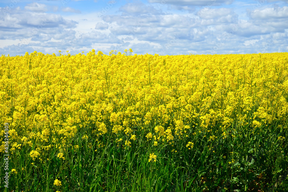 Gelb blühendes Rapsfeld im Paderborner Land, Kulturlandschaft, Landwirtschaft, Ackerbau Gelb blühendes Rapsfeld im Paderborner Land, Kulturlandschaft, Landwirtschaft, Ackerbau