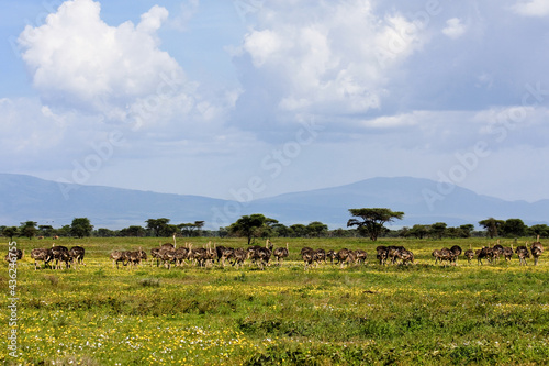 Ostrich Herd in Serengeti photo