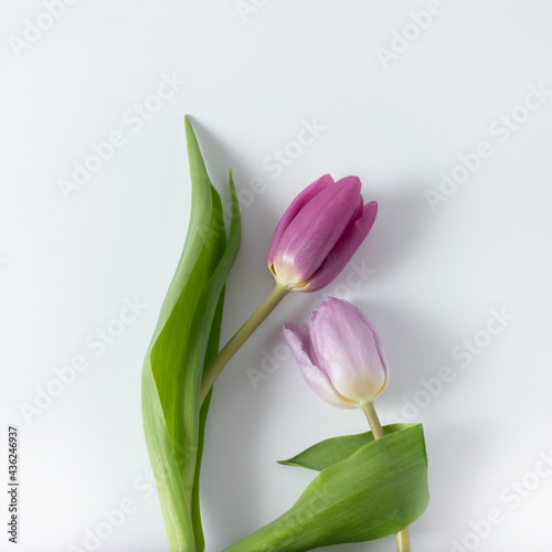 Creative flower layout with tulips hug. Romantic spring scene on white background.