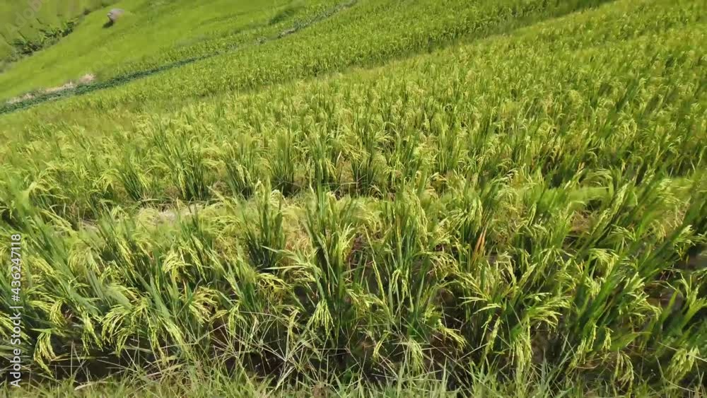 Aerial close up view of paddy field is flooded location of arable land used for growing semiaquatic crops like rice it originates from Neolithic rice-farming cultures of Yangtze River basin in souther