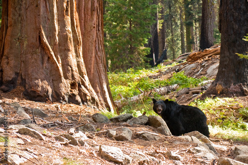 Black Bear in Redwood Forest