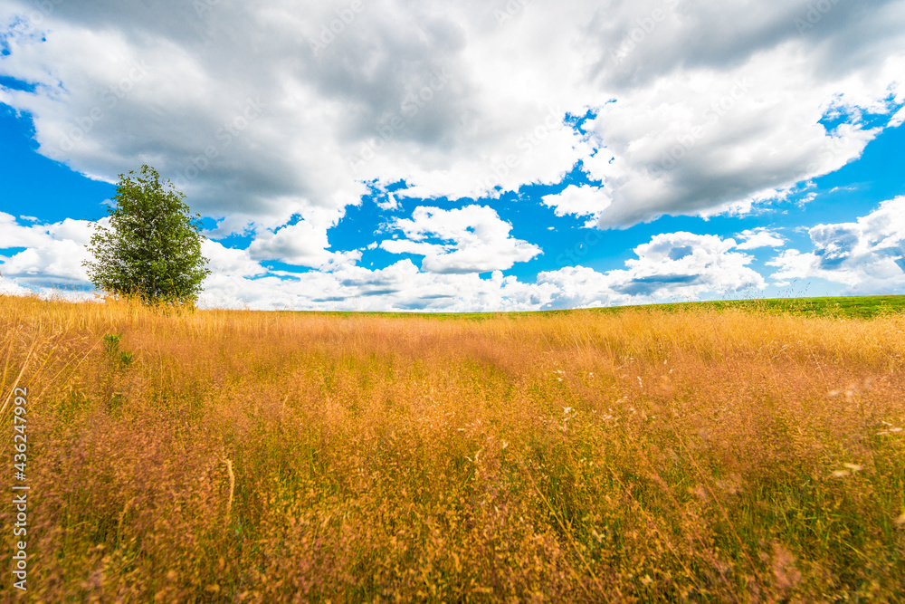 Fototapeta premium Lonely tree in a field