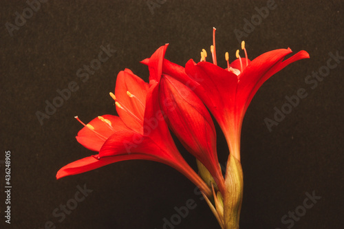 Picture of two red flowers photo